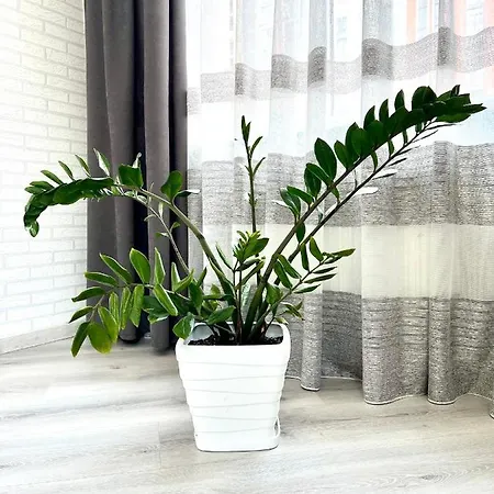 Osapart In A Complex Semycvit *