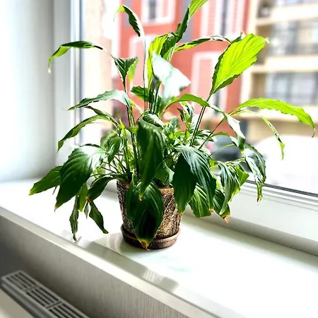 Apartament Osapart In A Complex Semycvit *
