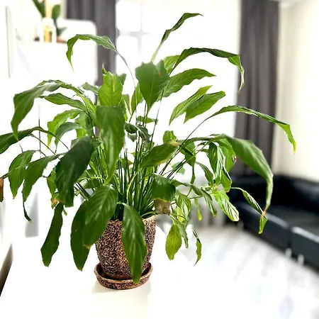 Apartment Osapart In A Complex Semycvit