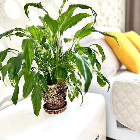 Osapart In A Complex Semycvit Apartman *