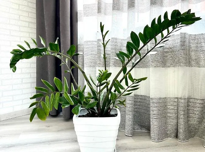 Osapart In A Complex Semycvit *