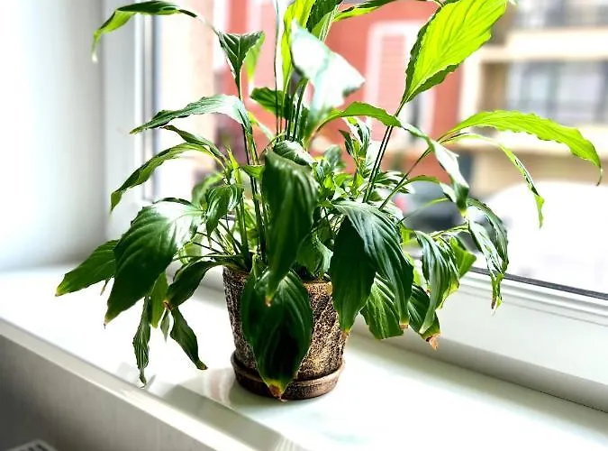 Apartmán Osapart In A Complex Semycvit *