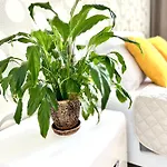 Osapart In A Complex Semycvit Apartment *