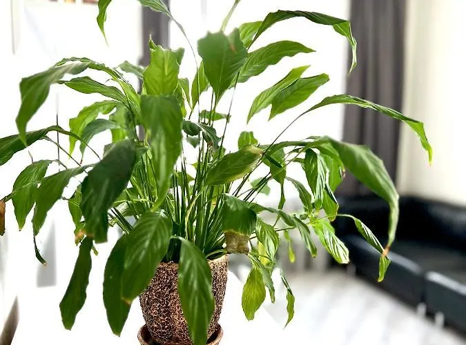 Apartment Osapart In A Complex Semycvit