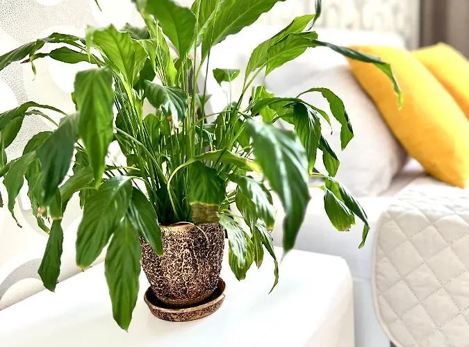 Osapart In A Complex Semycvit Apartment *